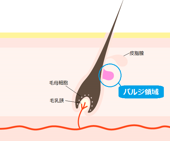 ソース画像を表示